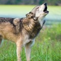 Nesvakidašnja nesreća u Grčkoj: Sumnja se da je vuk ugrizao dete na Halkidikiju