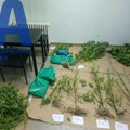 Uhapšen Kraljevčanin: Uzgajao kanabis u okolini ovog grada, oduzeta veća količina narkotika