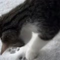 Internet u transu! Preslatki mačak prvi put u životu video sneg - njegova reakcija šokirala milione! (video)