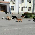 Pobeda za Mačvu: Opština Bogatić se suočava sa ozbiljnim problemom napuštenih pasa