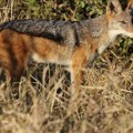Mogu se očekivati i na potezu između Novog Sada, Kamenjara i Futoga! Raste broj šakala u Vojvodini, za poslednjih 12 godina…