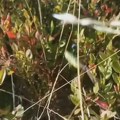 Uhapšeno dvoje iz Crne Trave jer su brali i prodavali zaštićenu vrstu borovnice