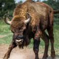 Bizon Đuka i bizonke pronađeni i vraćeni u ograđeni deo: Tokom oluje divljač pobegla sa uzgajališta na Fruškoj gori