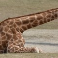 Mislili smo da sve znamo o žirafama – da li im je vrat duži zbog hrane ili seksa