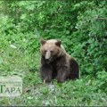 Šta da radite ako vas napadne medved? Evo koja je najbolja opcija! Sve češće dolaze u naseljena mesta, gladni su, prave…