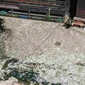 Beograd u pokretu: Pomor ribe u Čukaričkom rukavcu zbog višegodišnjeg nemara