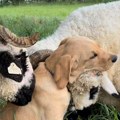 Snimak šteneta koji se mazi sa ovcama će vam ulepšati dan: Treniraju ga za servisnog psa, a on već našao prve klijente