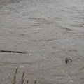 Nabujala reka odnela 120 jagnjadi i 100 ovaca kod Strumice: Braća pokušala da ih spasu, umalo ih voda odnela