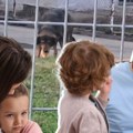 Pas u Zemunu postao "jabuka razdora": Roditelji u strahu, ljubitelji životinja ogorčeni, vlasnik se ne brine