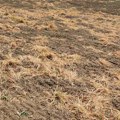 Upotreba herbicida u srpskoj poljoprivredi: 'Prskaj, nema veze'