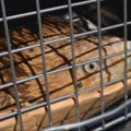 Повратак Феликса: Орао крсташ спасен из заточеништва у Сирији, коначно враћен у Србију (видео)