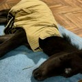 Drama na Suvoj planini: Promrzlo ždrebe staro svega nekoliko dana spaseno u poslednjem trenutku – Zoo Planet apeluje za pomoć…