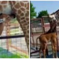 Ova žirafa je posebna Veruje se da je ona jedina na svetu koja je ovako rođena, u toku je glasanje za njeno ime (foto/video)