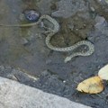 Panika u Šapcu: Građani u strahu od najezde zmija: "Ovo je jezivo, da li je ovo moguće?!" Ima ih svuda po gradu (foto)