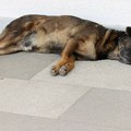 Šest simptoma toplotnog udara kod psa