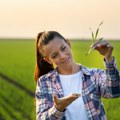 Produktna berza: Smanjen obim prometa i zabeležen silazni trend cena pšenice i soje