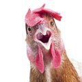 Ne može bolesnije od ovoga: Darko priznao da je imao odnose sa životinjama, među kojima je i mrtva kokoška!