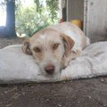 Udomi, ne kupuj: Manki je toliko živahna i vesela, samo skakuće kao neko majmunče