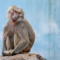 Osoblje zoo vrta koje je usmrtilo 12 pavijana dobija pretnje smrću
