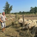 Kako Dragan iz Mršinaca brine o kozama i ovcama tokom toplotnog talasa