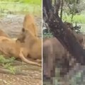 (Uznemirujuće) Lavovi rastrgli čuvara dok su turisti gledali: Zveri ga 15 minuta mrcvarile, nije mu bilo spasa