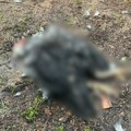 Psi lutalice ih žive rastrgli! Užas kod Čačka, meštani zatekli stravičan prizor (foto)
