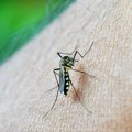 Tri pacijenta sa groznicom Zapadnog Nila u Severnoj Makedoniji u kritičnom stanju