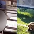 Ovo je Gabi, keruša ubijena u Mladenovcu iza pečenjare: "Imala je 9 meseci, deca su preplakala dan!"