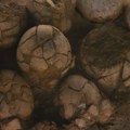Fosilizovana jaja najvećih poznatih dinosaurusa pronađena na neočekivanom mestu