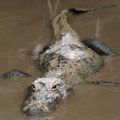 Šta je nađeno u čeljustima aligatora uhvaćenog na Floridi