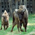Na Frušku goru stigla dva bizona