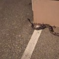 Jezivo Usred Zagreba pronađen kraljevski piton! Nije šala, traži se vlasnik koji će morati sve da objasni