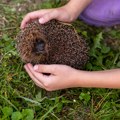 Scena iz veterinarske ordinacije koju ljudi gledaju i ne trepću: Htela je ježu da da injekciju, evo kako je to prošlo