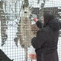 "Muja najviše voli ovo vreme, ali i da se grudva" Atrakcija borskog zoo-vrta došla je sa dalekog Tibeta i obožava sneg (video)…