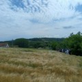 Agrometerološki uslovi pogodovali strnim žitima u centralnoj Srbiji