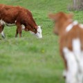 Razvijanje stočarstva u Kragujevcu uz stručne preporuke poljoprivrednicima