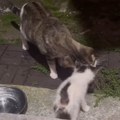 Danijela je mesecima hranila mačku sa ulice, a onda je jedno veče na pragu ugledala prizor koji ju je ostavio bez reči…