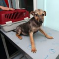 Hoću bolovanje kad mi se pas razboli: Predlog koji je izazvao potpuni haos, da li je Srbija spremna za ovo?