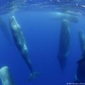 Kako pričati sa kitovima