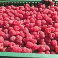 Broji se sitno do početka berbe srpskog crvenog zlata Šta malinari mogu da očekuju ove sezone?