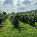 Berači rade punom parom i posle maline, sada beru ovo voće i zarađuju i do 5.000 dnevno! Uzgajivači nisu tako zadovoljni, evo…