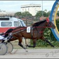 Konjički sport: nova pobeda za Srbiju
