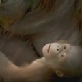 (VIDEO) Neodoljiva beba bornejskog orangutana rođena u Madridu: U divljini ih je ostalo svega 100.000