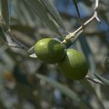 Masline među vinogradima u Toplici