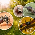 Nova napast opseda gradove: Padaju s neba, lepe se za odeću, kosu i kožu, a jedva ih vidite! Osetite ih kada počne da svrbi