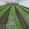 Vlasotince daje do 1,2 miliona dinara za razvoj preduzetništva u seoskim sredinama