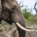Uništena slonovača vredna 11 miliona dolara: Od praha će se napraviti spomenik