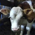 Milica krava rekorderka: Do sada tri puta otelila dvojke, miljenica je svojih domaćina na Murtenici i ima poseban način…
