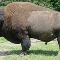 Ženu napao bizon u Nacionalnom parku, podigao je oko metar od zemlje
