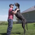 Najviši pas na svetu po imenu Kevin uginuo samo nekoliko meseci nakon upisa u Ginisovu knjigu rekorda